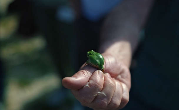 06_Laubfrosch_CopyStereoMedia .jpg